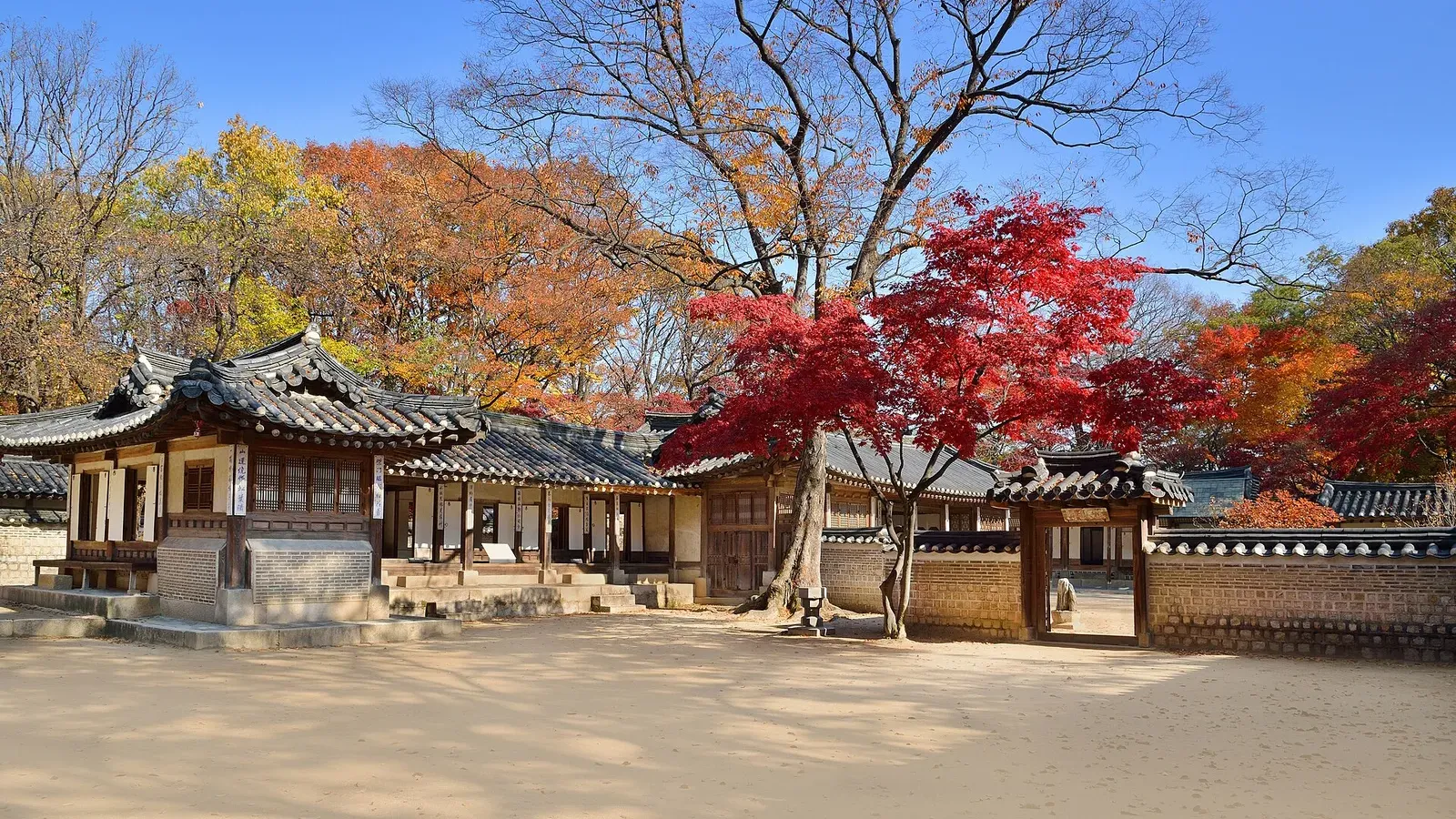 สวนลับชางด็อกกุง ใบไม้เปลี่ยนสี: เรือนยอนกยองดังกับต้นเมเปิลสีแดงในสวนลับ ภาพถ่ายวันที่ 16 พฤศจิกายน 2012
