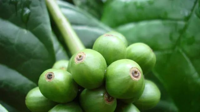 ผลกาแฟโรบัสต้า (Coffea canephora) ดิบสีเขียวบนกิ่ง สายพันธุ์กาแฟที่เนสท์เล่ โรงงานกาแฟแห่งใหม่ใช้เป็นวัตถุดิบหลัก