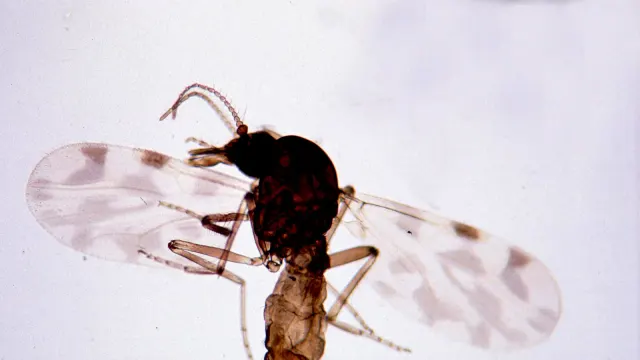 ริ้นดูดเลือดเพศเมีย Culicoides imicola ริ้นสกุลที่เป็นพาหะของไวรัสชามอนดาในปศุสัตว์