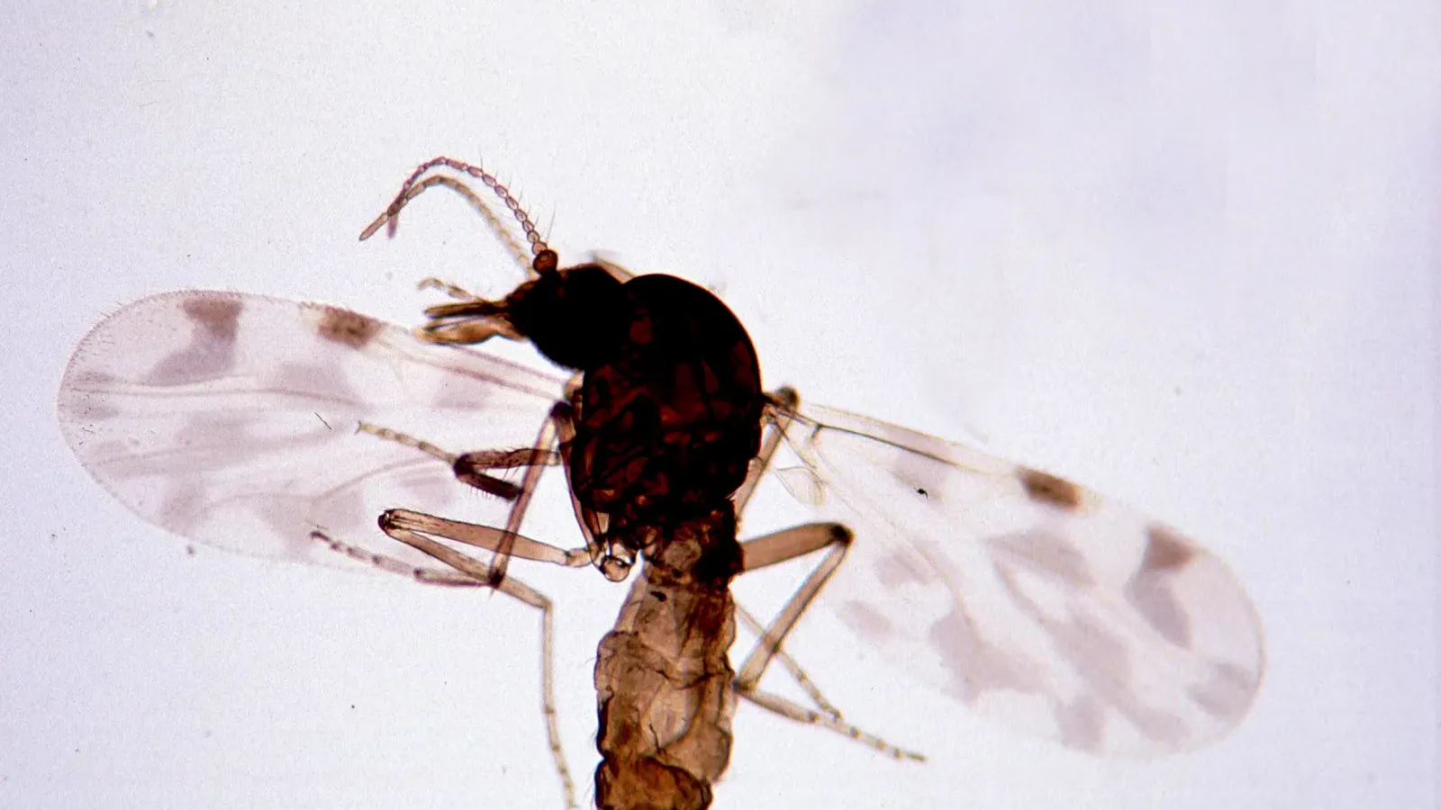 ริ้นดูดเลือดเพศเมีย Culicoides imicola ริ้นสกุลที่เป็นพาหะของไวรัสชามอนดาในปศุสัตว์