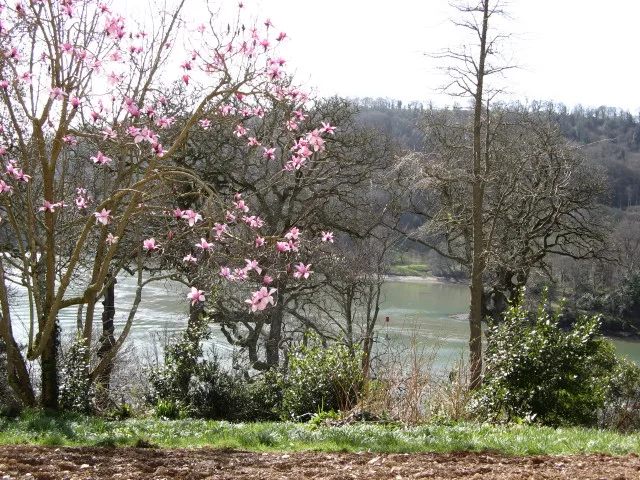ต้นแมกโนเลียออกดอกหน้า Greenway House กับแม่น้ำ Dart ด้านหลัง ภาพถ่ายเมื่อ 15 มีนาคม 2009