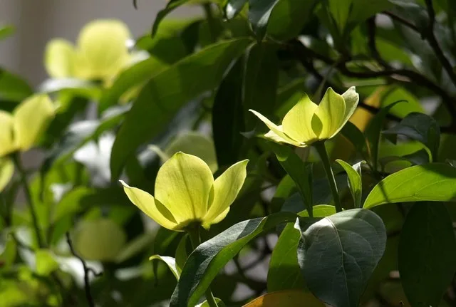 ดอกไม้บนต้นไม้ในสวน Greenway ภาพถ่ายเมื่อ 11 มิถุนายน 2009