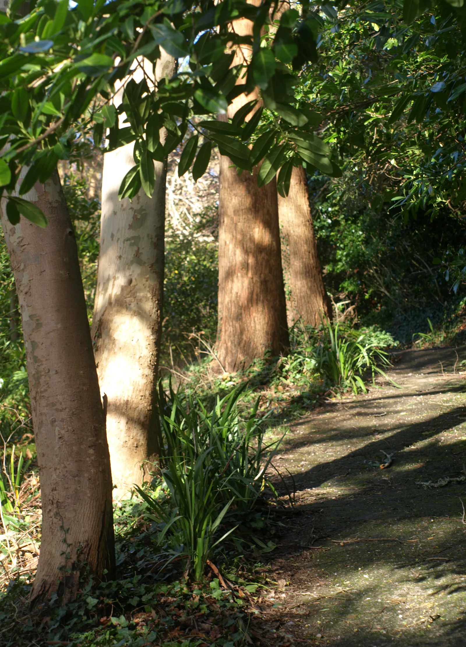 ลำต้นไม้เรียงริมทางเดินใน Greenway ภาพถ่ายเมื่อ 7 กุมภาพันธ์ 2014