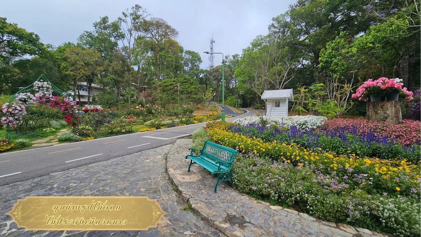 แปลงไม้ดอกไม้ประดับเมืองหนาวริมถนนภายใน