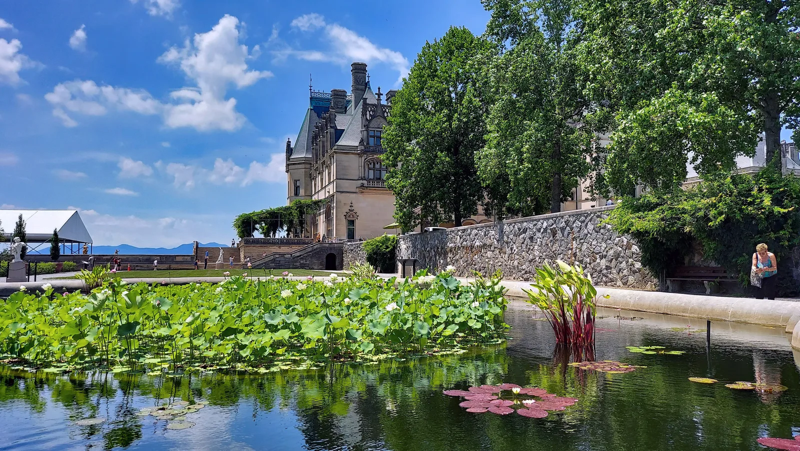 Italian Garden ของ Biltmore Estate แอ่งน้ำปลูกบัวและพืชน้ำ กำแพงหิน และหลังคา Biltmore House ด้านหลัง