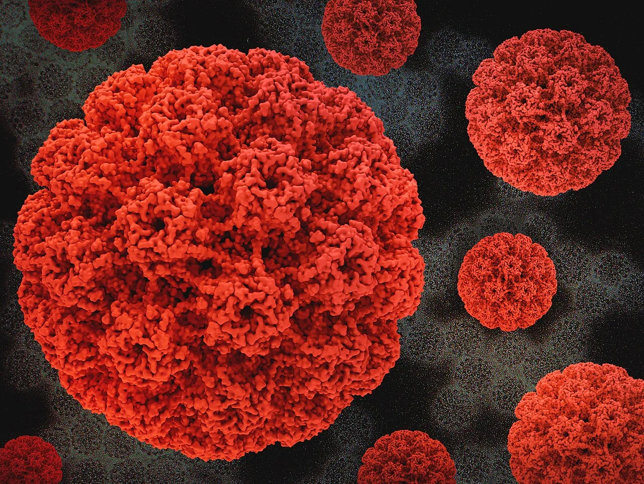 ภาพจำลองสามมิติของเปลือกไวรัส HPV สีแดง บนพื้นหลังภาพจากกล้องจุลทรรศน์อิเล็กตรอนของอนุภาคไวรัส HPV ซึ่งเป็นสาเหตุของมะเร็งปากมดลูก