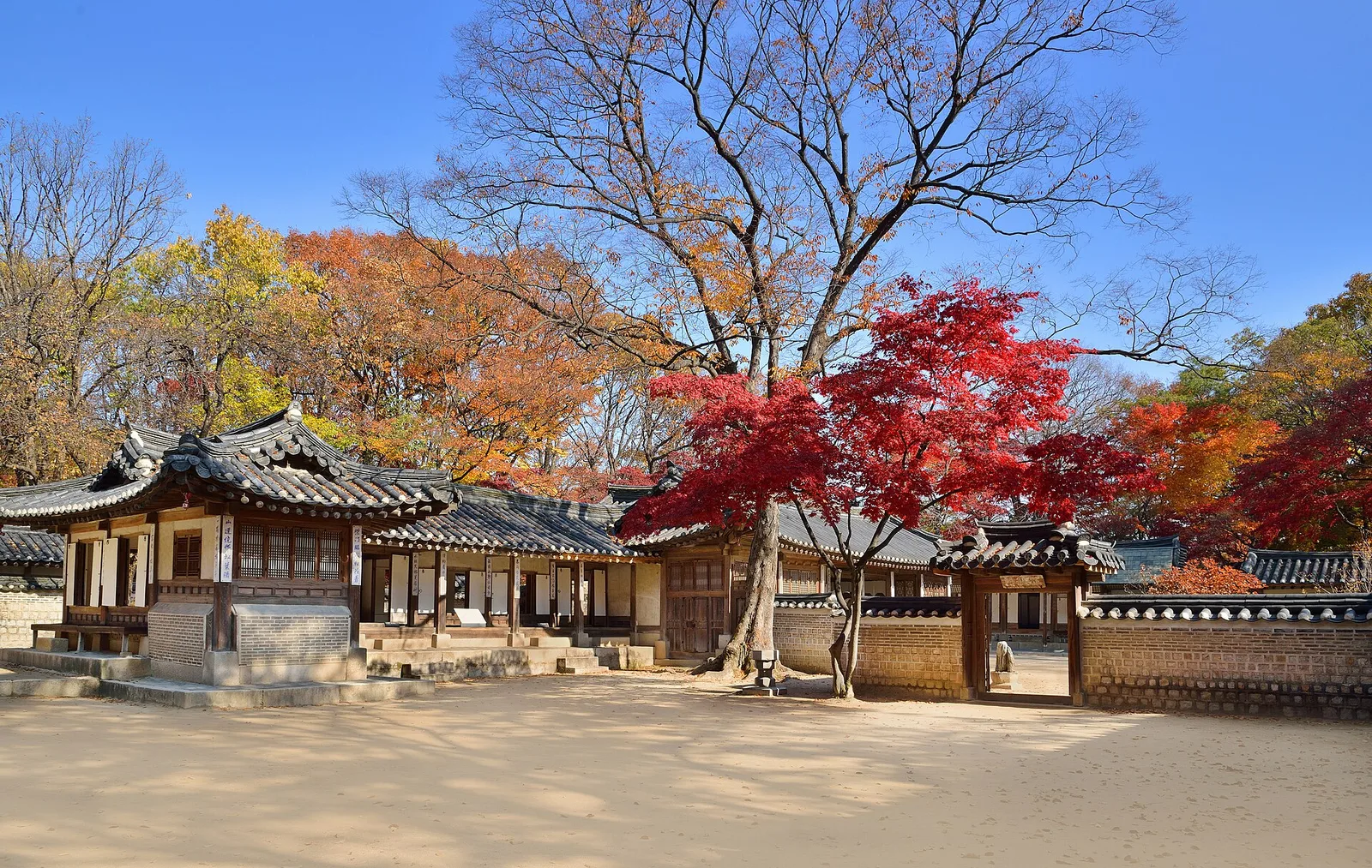 สวนลับชางด็อกกุง ใบไม้เปลี่ยนสี: เรือนยอนกยองดังกับต้นเมเปิลสีแดงในสวนลับ ภาพถ่ายวันที่ 16 พฤศจิกายน 2012