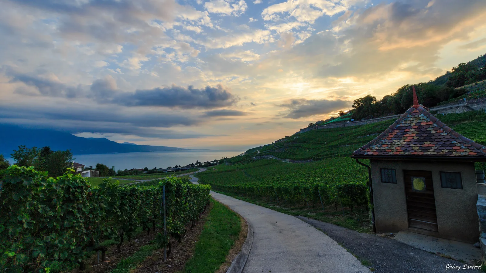 ทะเลสาบเจนีวามองจากไร่องุ่นบนเนินเหนือเมือง Vevey ภาพถ่ายเมื่อ 1 ตุลาคม 2015