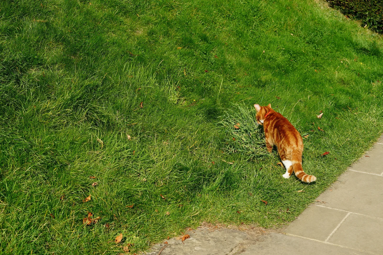 แมว Jock VI ที่บ้าน Chartwell ภาพถ่ายเมื่อ 4 ตุลาคม 2015
