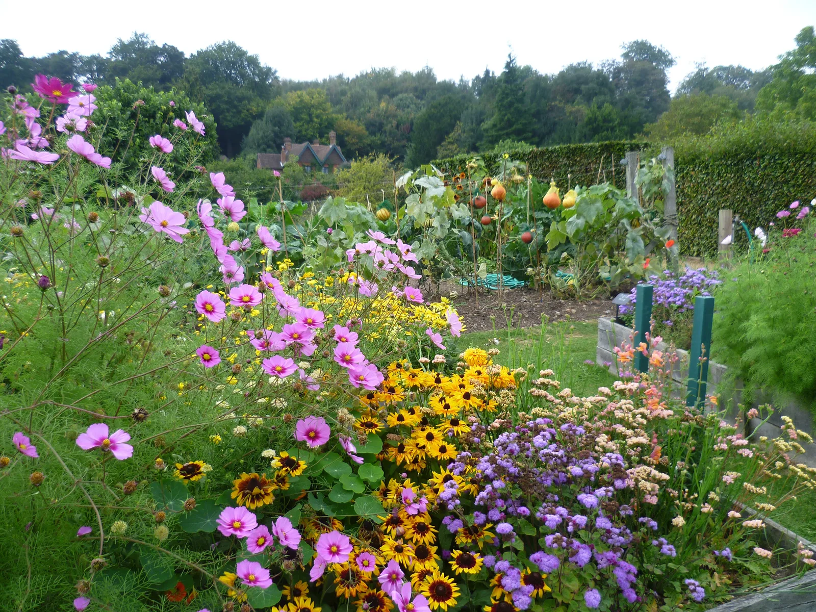 ไม้ดอกสีชมพู ม่วง และเหลืองกับแปลงผักในสวนล้อมกำแพงของบ้าน Chartwell ภาพถ่ายเมื่อ 6 กันยายน 2014