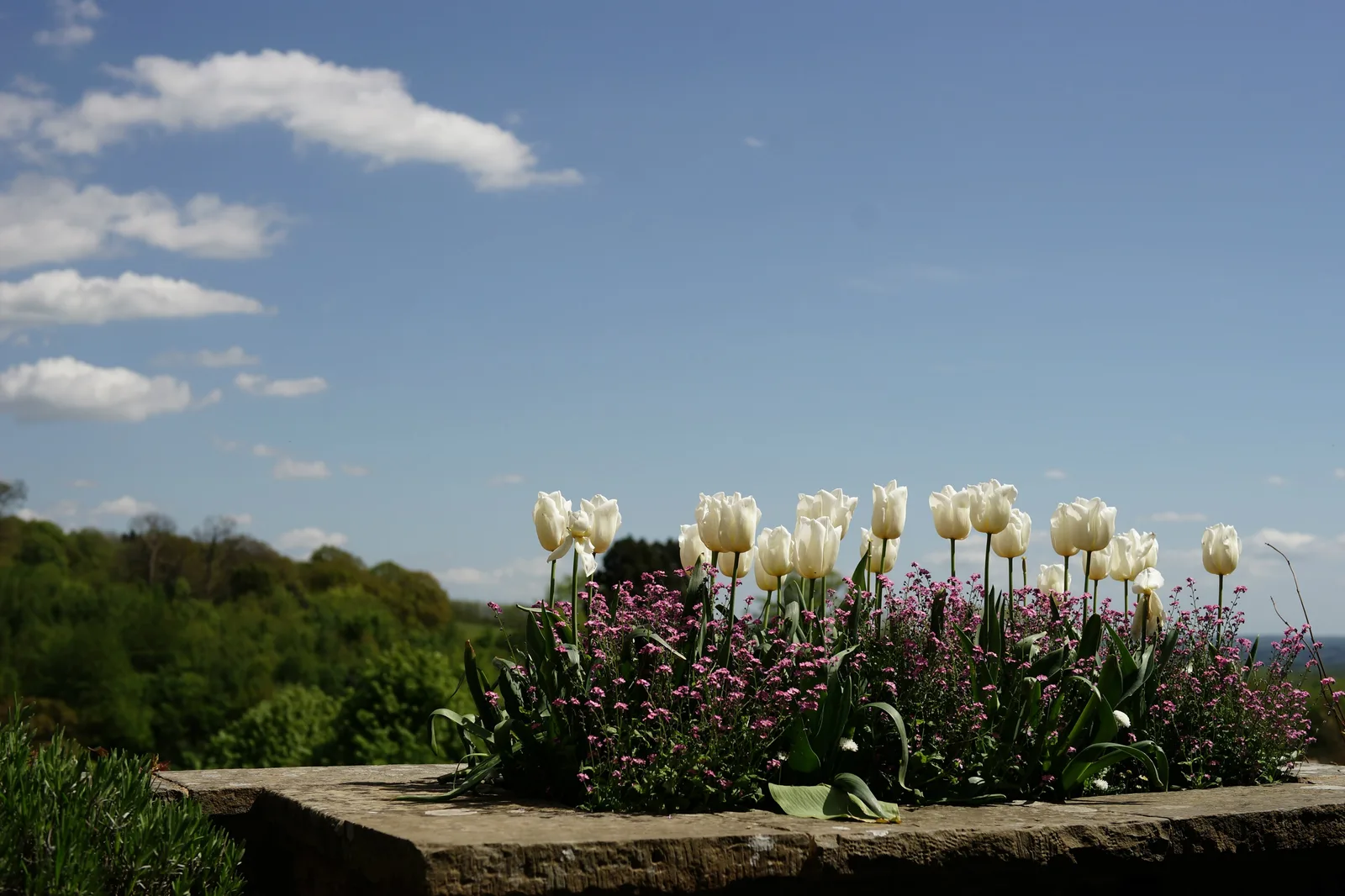 ดอกทิวลิปบนระเบียงของบ้าน Chartwell ภาพถ่ายเมื่อ 13 พฤษภาคม 2015