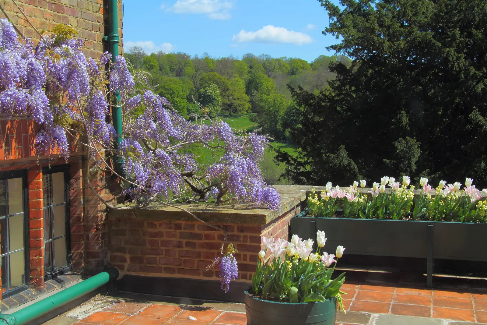 ระเบียงของบ้าน Chartwell มีดอกวิสทีเรียสีม่วงเลื้อยบนผนัง กระบะดอกทิวลิป และวิวเนินป่าด้านหลัง ภาพถ่ายเมื่อ 26 เมษายน 2022
