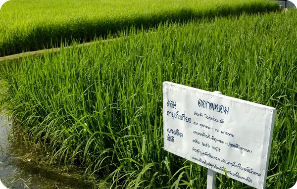 แปลงนาข้าวทดลองในสวนจิตรลดา พร้อมป้ายบอกพันธุ์ข้าว