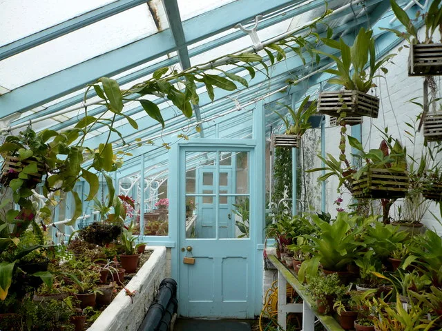 ภายในโรงเรือนของ Darwin ที่ Down House ภาพถ่ายเมื่อ 12 มีนาคม 2009