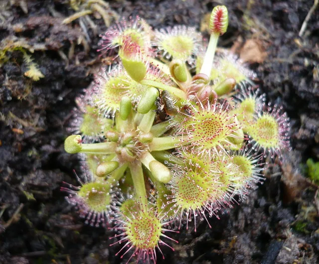 ต้นหยาดน้ำค้าง (sundew) ที่ปลูกในโรงเรือนของ Darwin ภาพถ่ายเมื่อ 12 มีนาคม 2009