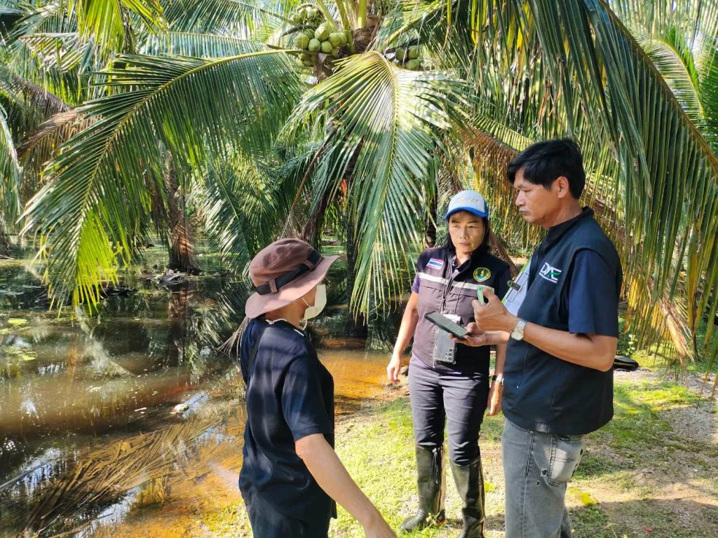 เจ้าหน้าที่เกษตรพูดคุยกับเกษตรกรในสวนมะพร้าวที่มีน้ำขังในจังหวัดราชบุรี เดือนตุลาคม 2569