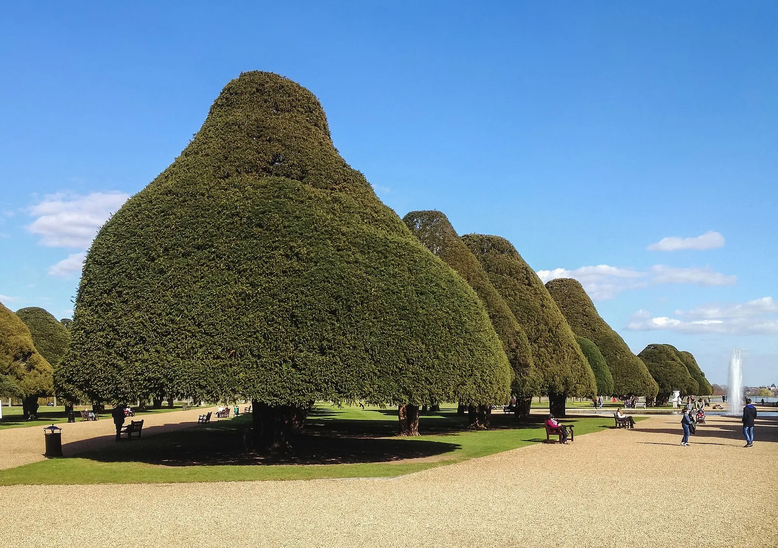 ต้นยูทรงกรวยใน Great Fountain Garden ของพระราชวังแฮมป์ตันคอร์ต