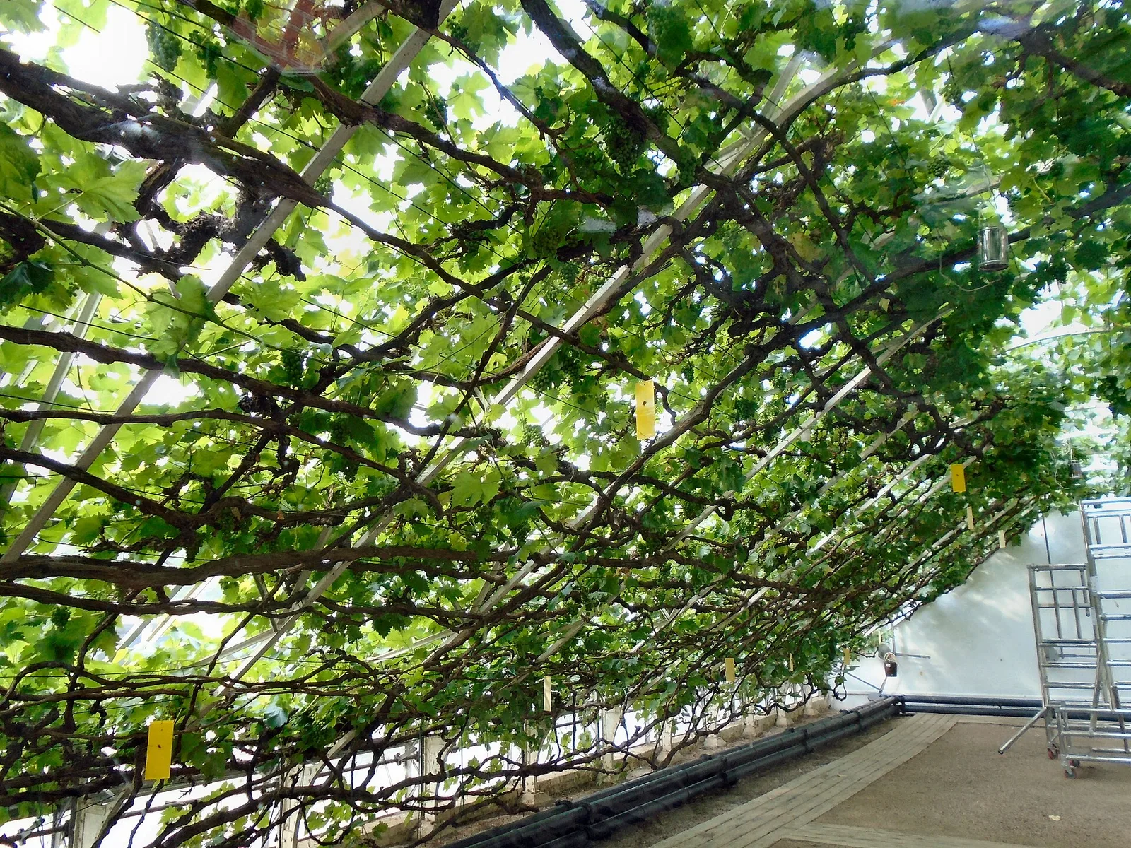 Great Vine เถาองุ่นในเรือนกระจกของพระราชวังแฮมป์ตันคอร์ต