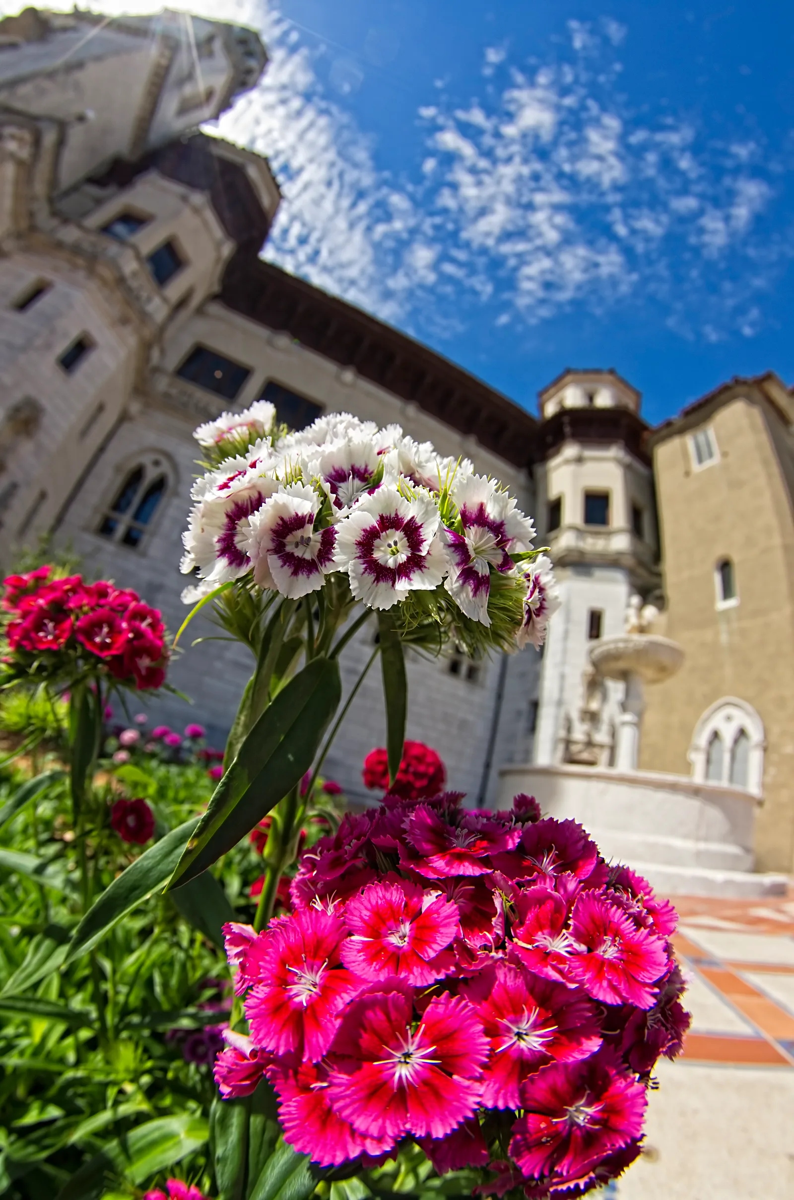 ดอกไม้สีชมพูและขาวในแปลงสวนหน้าอาคารของ Hearst Castle ใต้ท้องฟ้าสีฟ้า