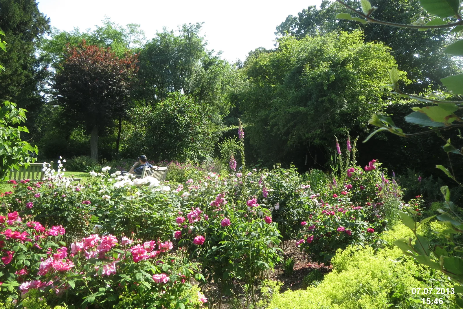 ไม้ดอกและไม้พุ่มในสวนบ้านของ Jane Austen ภาพถ่ายเมื่อ 7 กรกฎาคม 2013