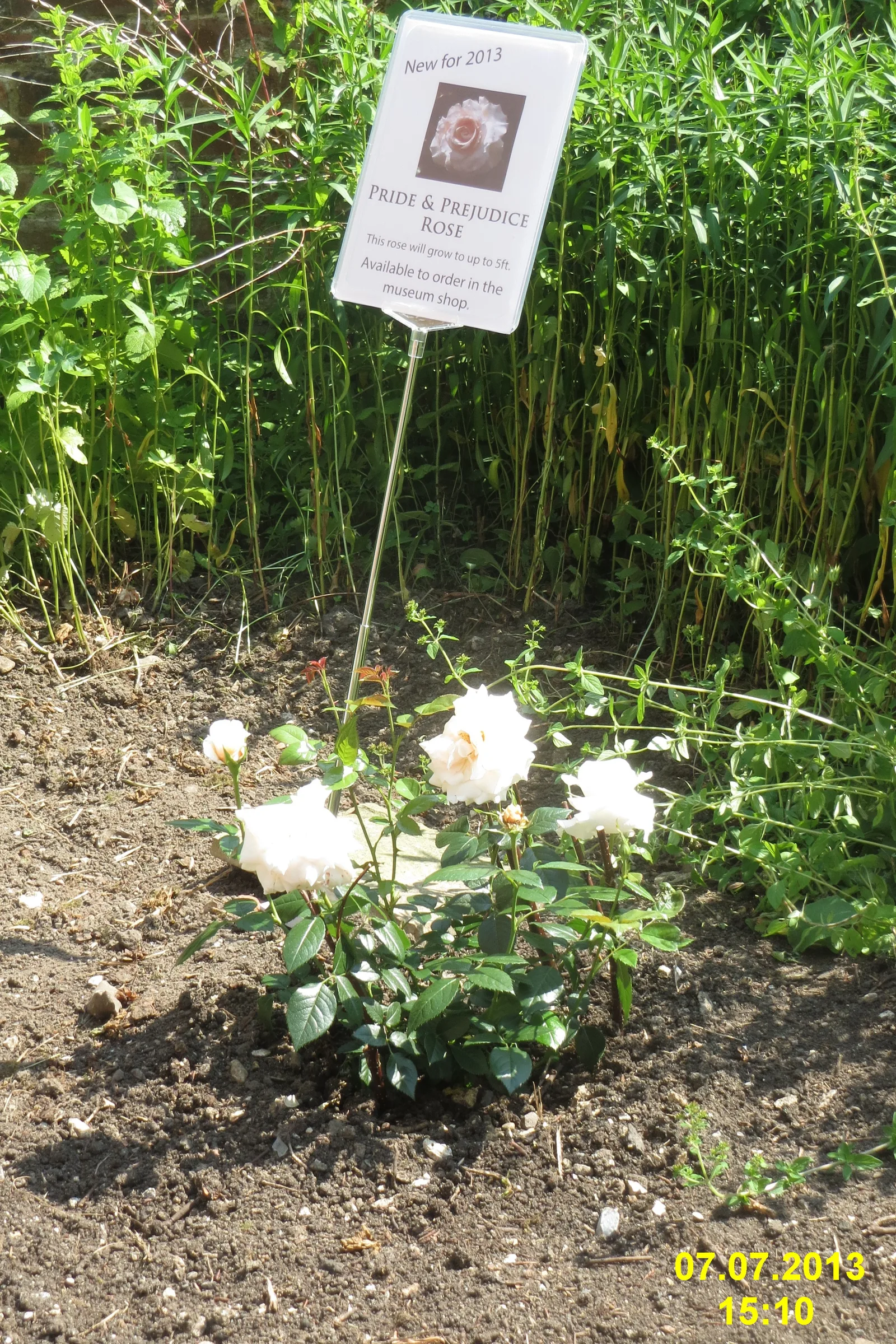 กุหลาบพันธุ์ Pride and Prejudice ในสวนบ้านของ Jane Austen ภาพถ่ายเมื่อ 7 กรกฎาคม 2013