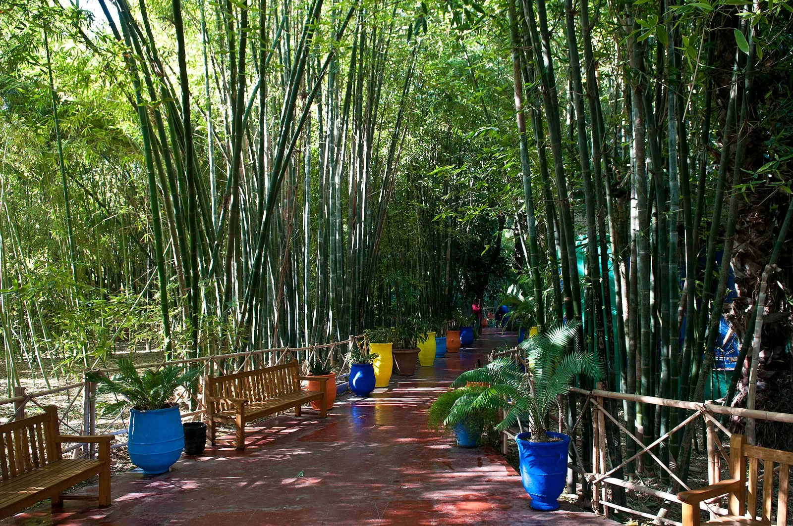 ทางเดินผ่านดงไผ่ที่มีม้านั่งและกระถางสีน้ำเงินเรียงราย ใน Jardin Majorelle ภาพถ่ายเมื่อ 10 มกราคม 2011