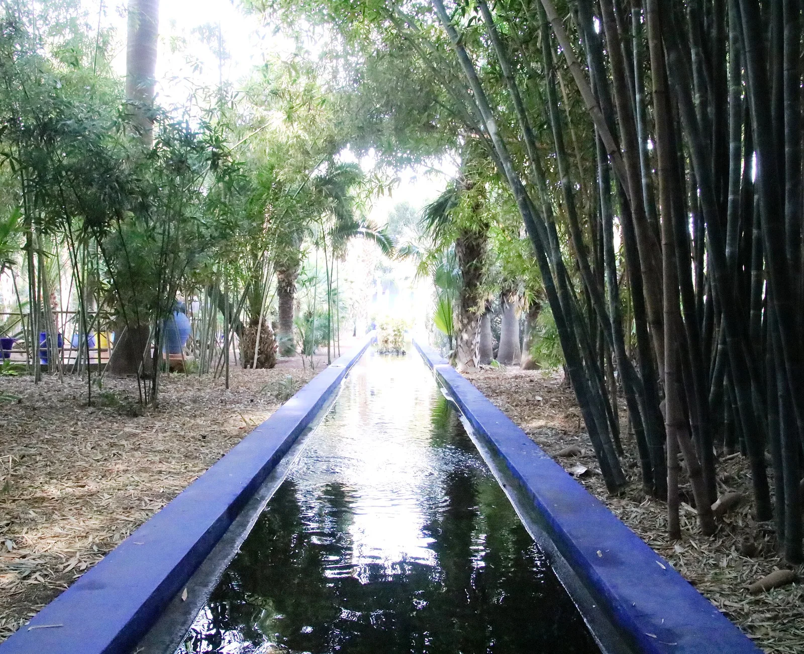 รางน้ำยาวขอบสีน้ำเงินทอดผ่านดงไผ่ใน Jardin Majorelle ภาพถ่ายเมื่อ 30 ธันวาคม 2017