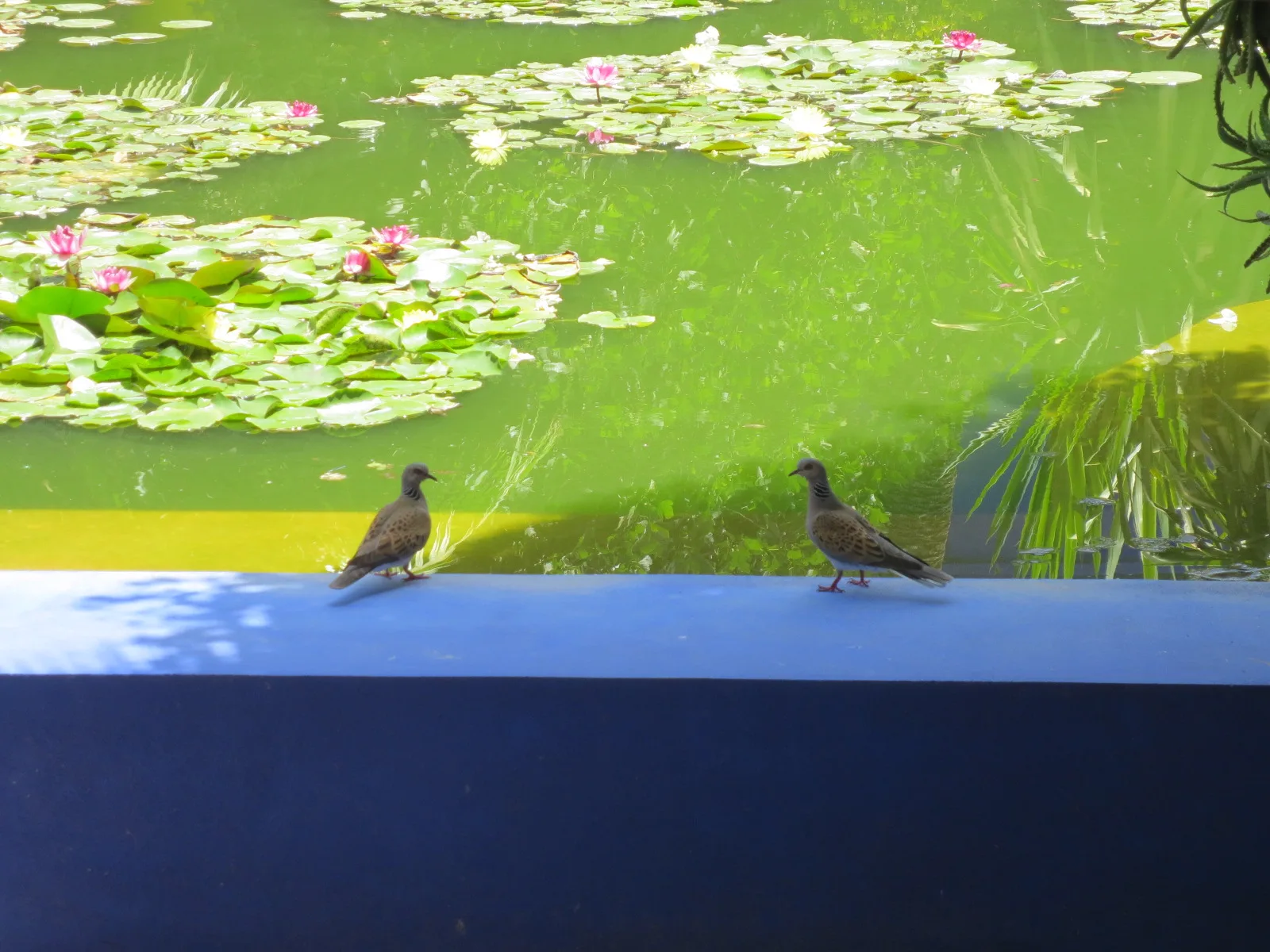 นกสองตัวเกาะขอบสระบัวสีน้ำเงินใน Jardin Majorelle ภาพถ่ายเมื่อ 4 กรกฎาคม 2013