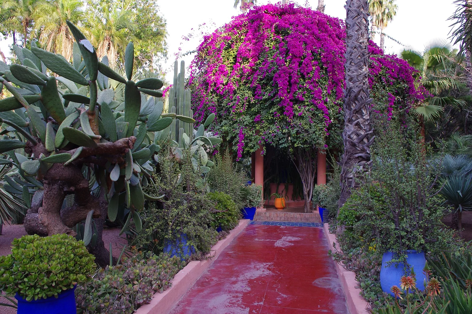ไม้ดอกสีม่วงชมพูคลุมซุ้มเหนือทางเดินสีแดงใน Jardin Majorelle ภาพถ่ายเมื่อ 25 มีนาคม 2011