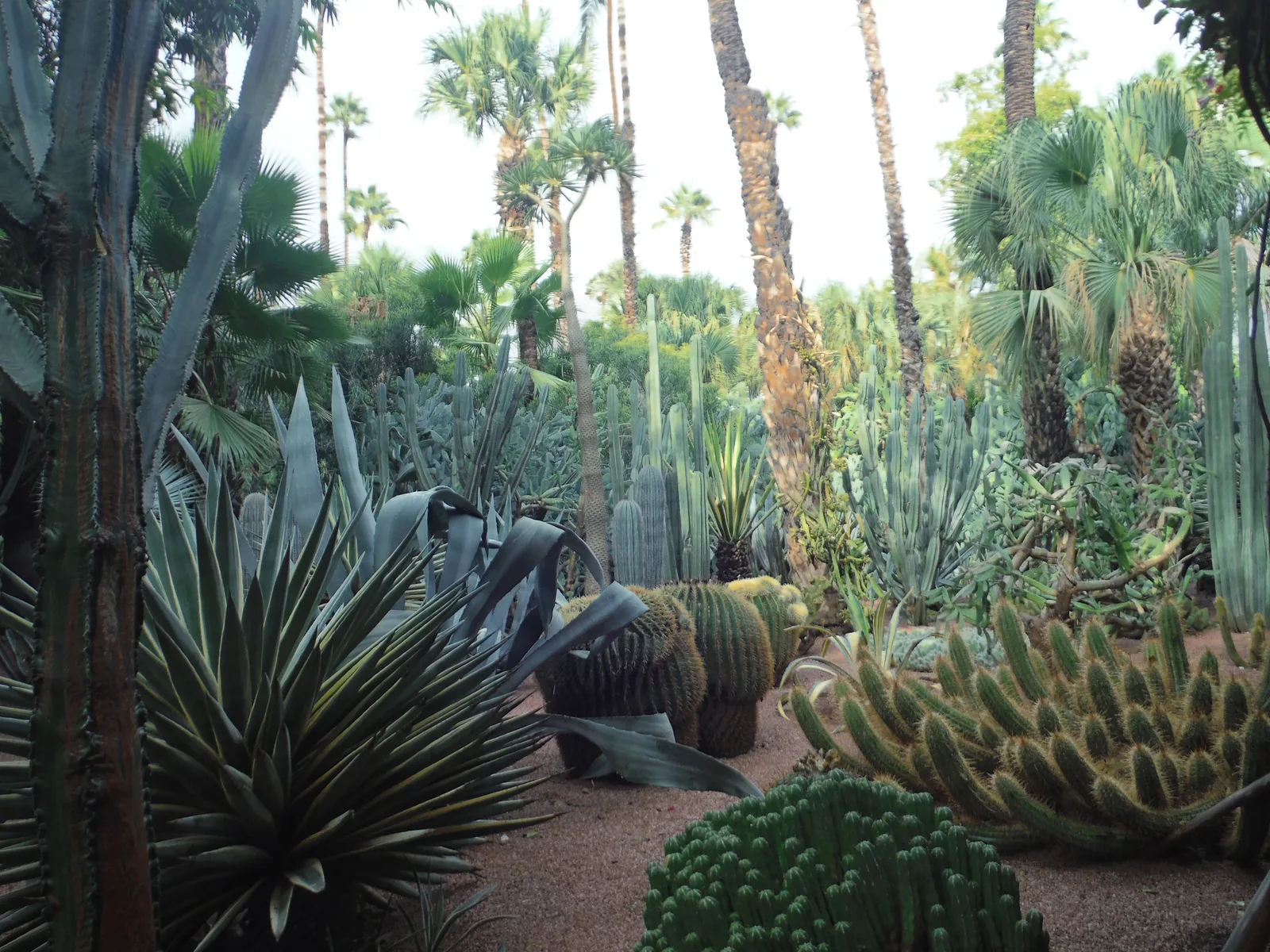 แปลงกระบองเพชรและอะกาเว่หลายชนิดบนพื้นกรวดใต้ต้นปาล์มในสวน Majorelle เมือง Marrakech