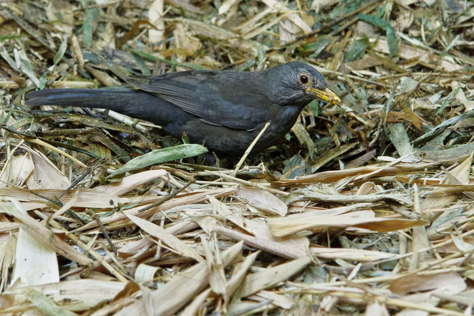นกแบล็กเบิร์ดชนิดย่อยของแอฟริกาตะวันตกเฉียงเหนือ (Turdus merula mauritanicus) บนพื้นใบไผ่แห้งใน Jardin Majorelle ภาพถ่ายเมื่อ 12 พฤษภาคม 2010