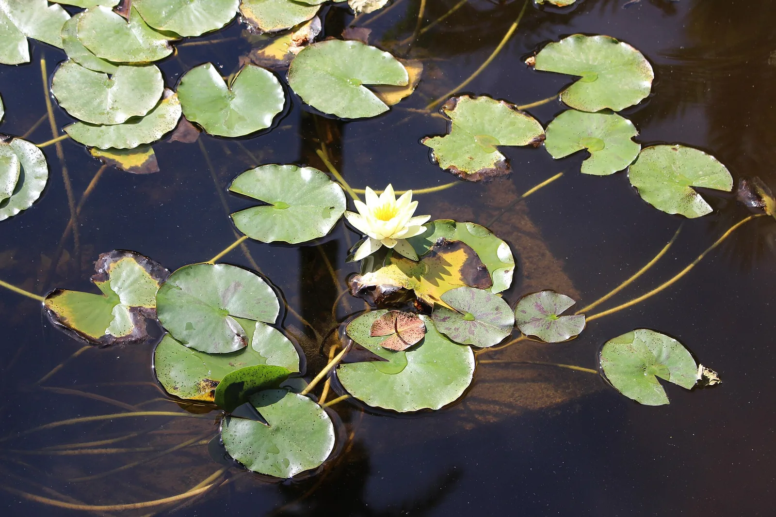 บัวสายดอกขาว (Nymphaea alba) ในสระของ Jardin Majorelle ภาพถ่ายเมื่อ 22 ตุลาคม 2017