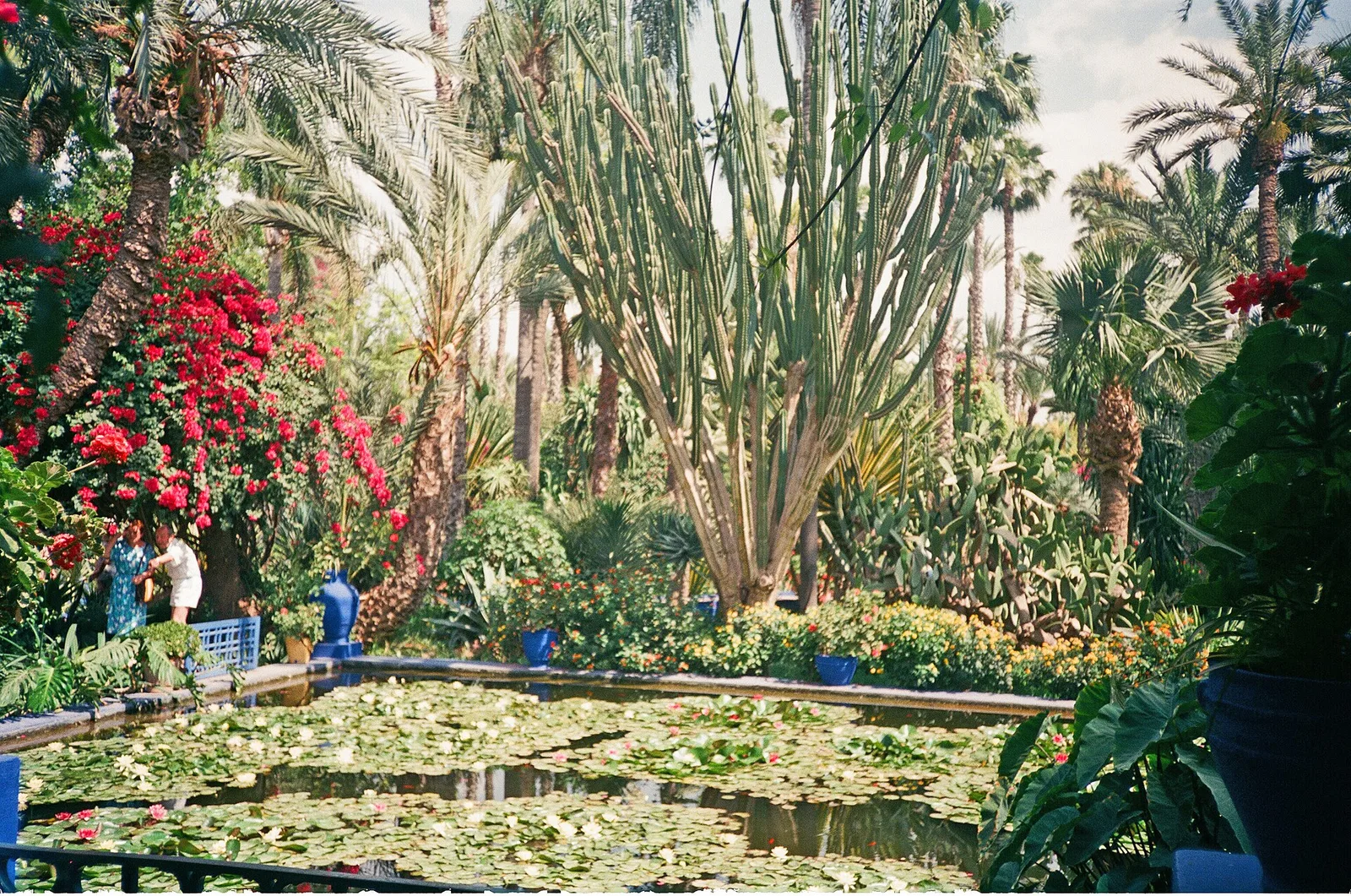 Jardin Majorelle เมื่อเดือนมิถุนายน 1989 สระบัวล้อมด้วยไม้ดอกสีแดงและกระบองเพชรต้นสูง