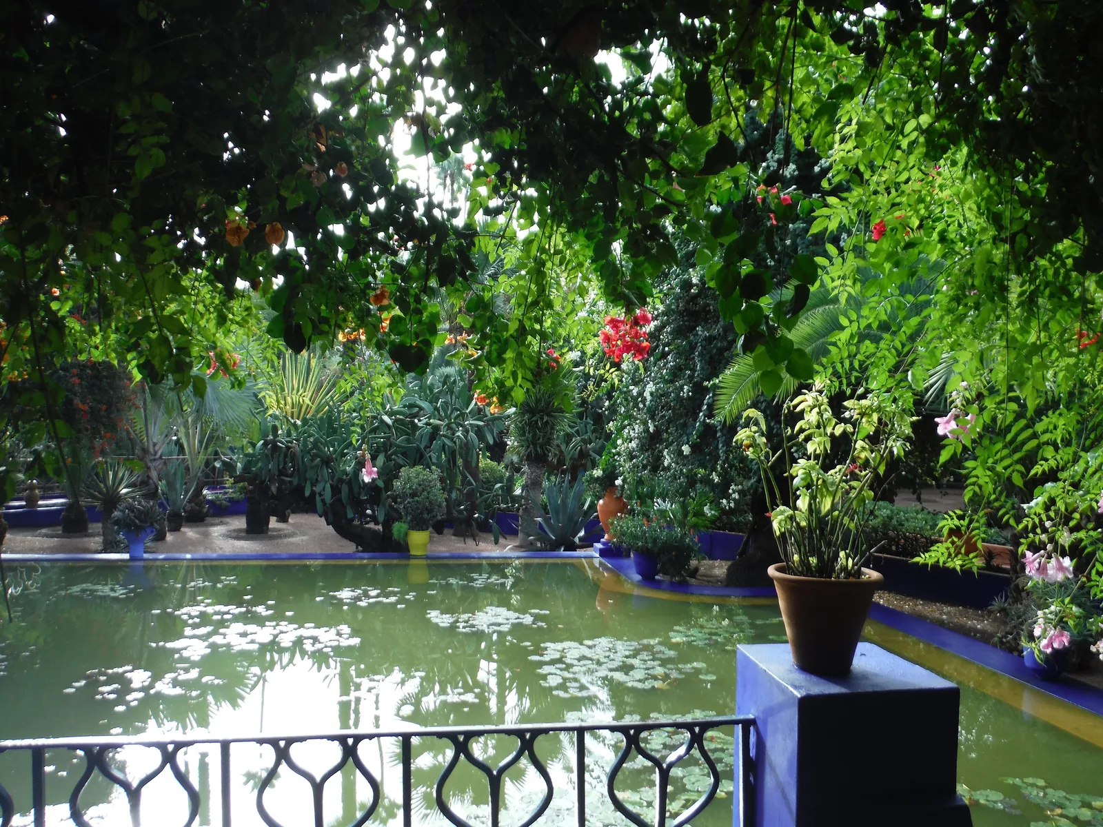สระน้ำขอบสีน้ำเงินในสวน Majorelle ที่ Marrakech ผิวน้ำมีใบบัว ด้านหน้าเป็นรั้วเหล็กดัด รอบสระมีกระถางต้นไม้และไม้เลื้อย