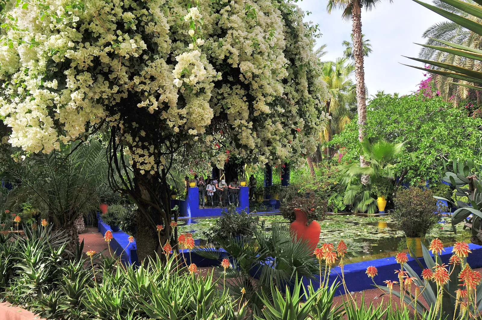 ไม้พุ่มดอกสีขาวบานเหนือสระบัวใน Jardin Majorelle ภาพถ่ายเมื่อ 24 เมษายน 2010