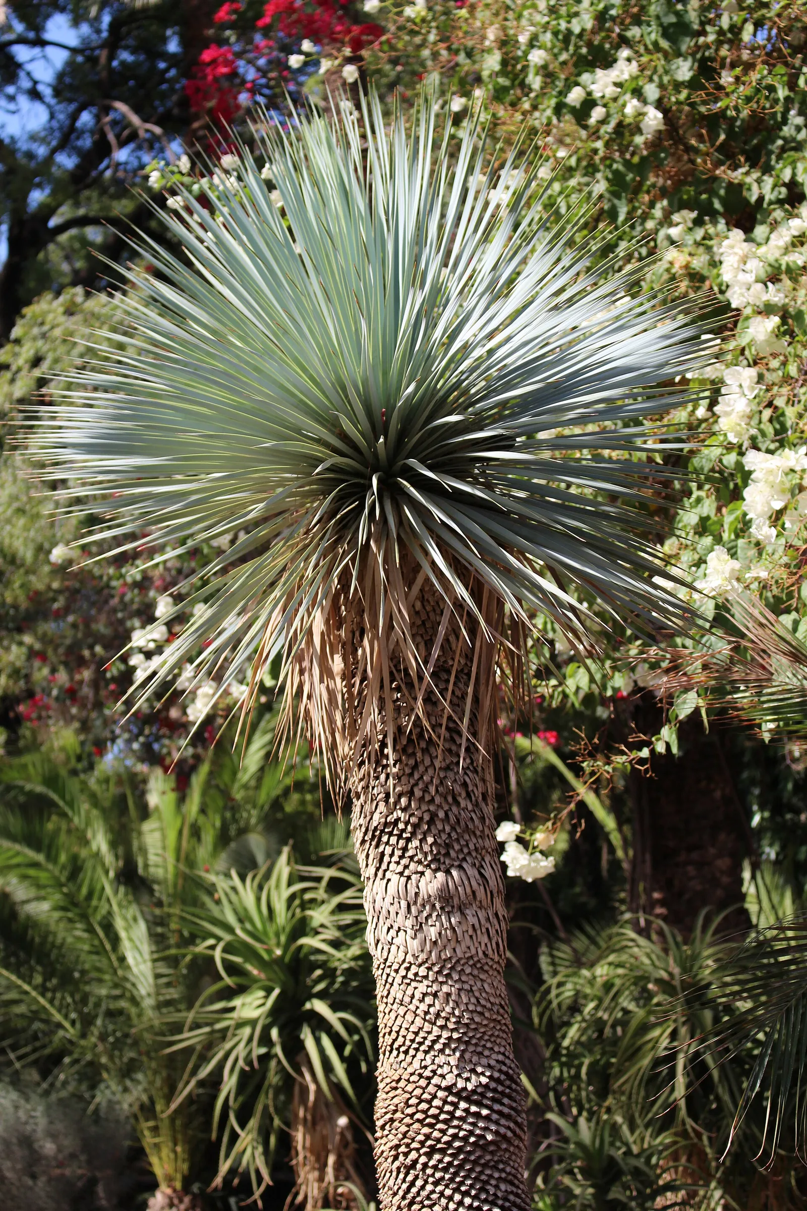 ยัคคาพันธุ์ Yucca rostrata ใน Jardin Majorelle ภาพถ่ายเมื่อ 22 ตุลาคม 2017