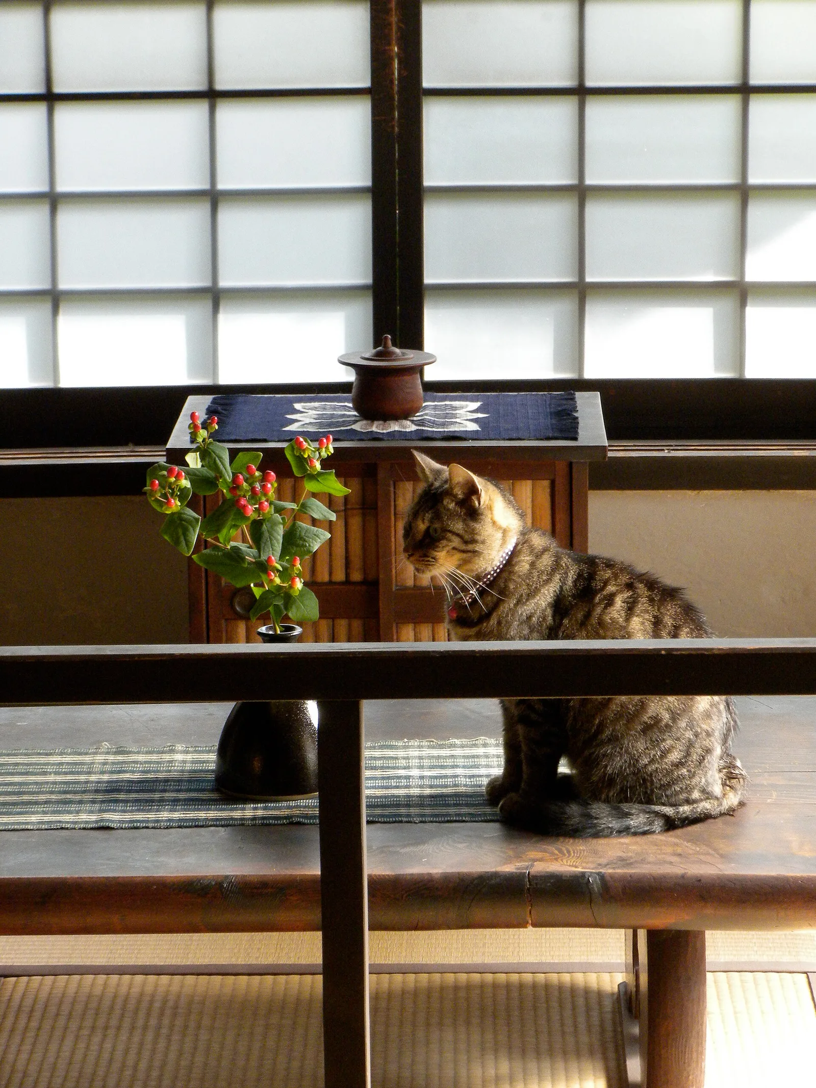 แมวนั่งบนโต๊ะไม้ข้างหน้าต่างบานกระดาษในบ้านของ Kawai Kanjiro ที่เกียวโต ภาพถ่ายเดือนพฤศจิกายน 2009
