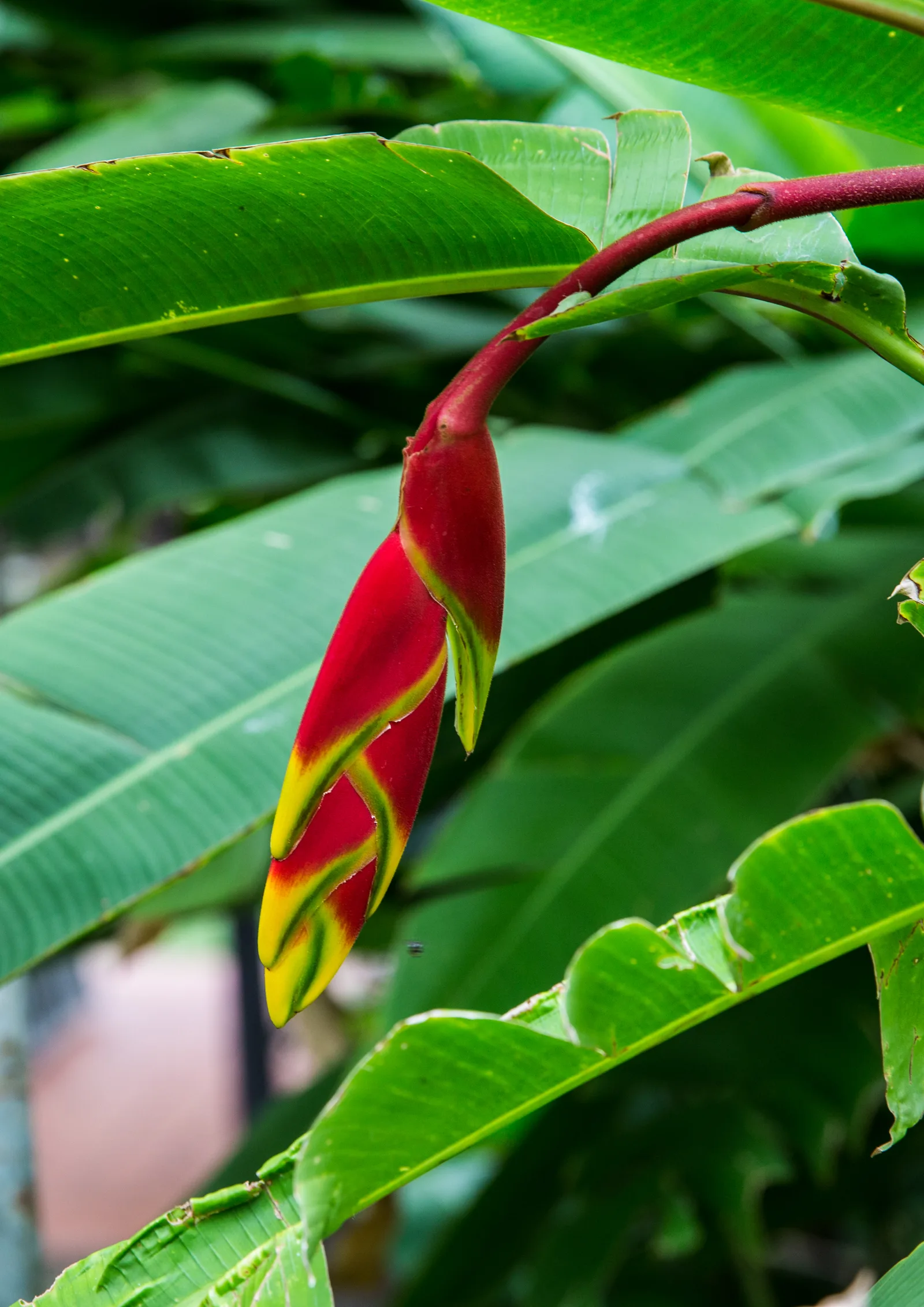 ช่อดอกเฮลิโคเนียชนิด Heliconia rostrata สีแดงปลายเหลืองห้อยลงท่ามกลางใบใหญ่ ในสวนของบ้านคึกฤทธิ์ ซอยสวนพลู