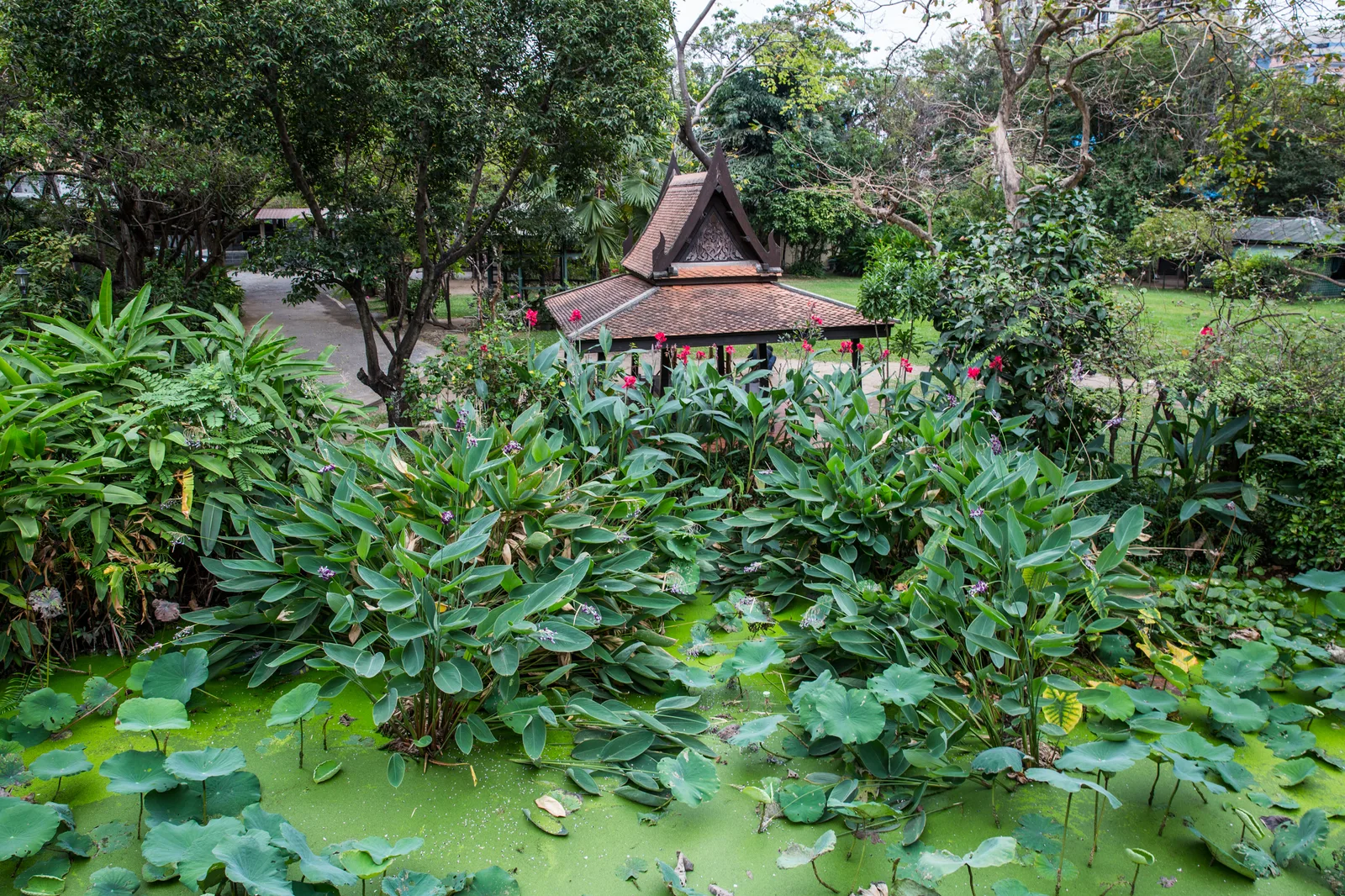 สระน้ำที่มีใบบัวและไม้น้ำขึ้นเต็มในบ้านซอยสวนพลู ด้านหลังเป็นศาลาไทยหลังคาซ้อนชั้นท่ามกลางต้นไม้