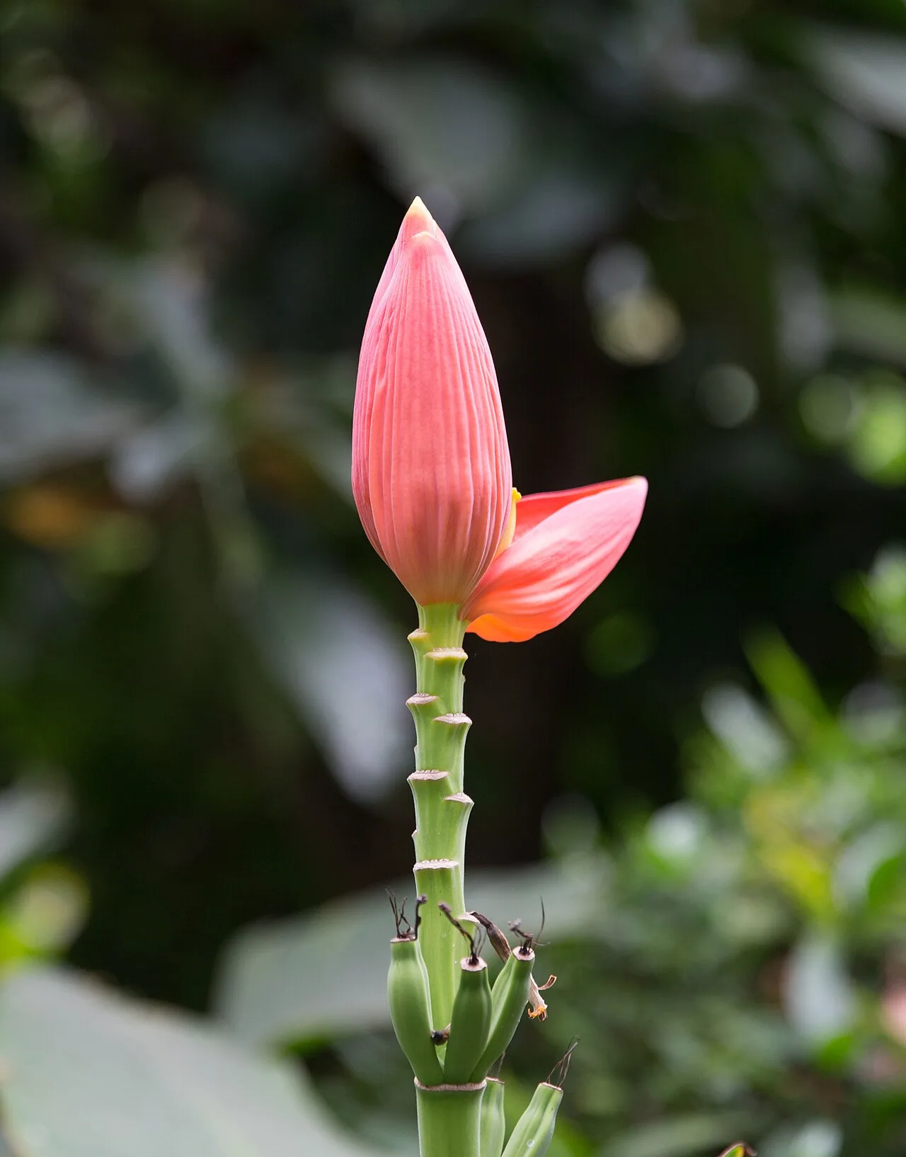 ช่อดอกกล้วยประดับ Musa ornata สีชมพูอมส้มในสวนของบ้านคึกฤทธิ์ ซอยสวนพลู