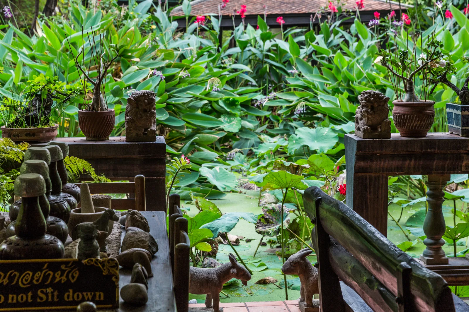 มองจากชานเรือนไม้ออกไปยังสระที่มีใบบัวและไม้น้ำในบ้านคึกฤทธิ์ ซอยสวนพลู ริมชานวางรูปปั้นสิงโตขนาดเล็ก ไม้กระถาง และหุ่นสัตว์