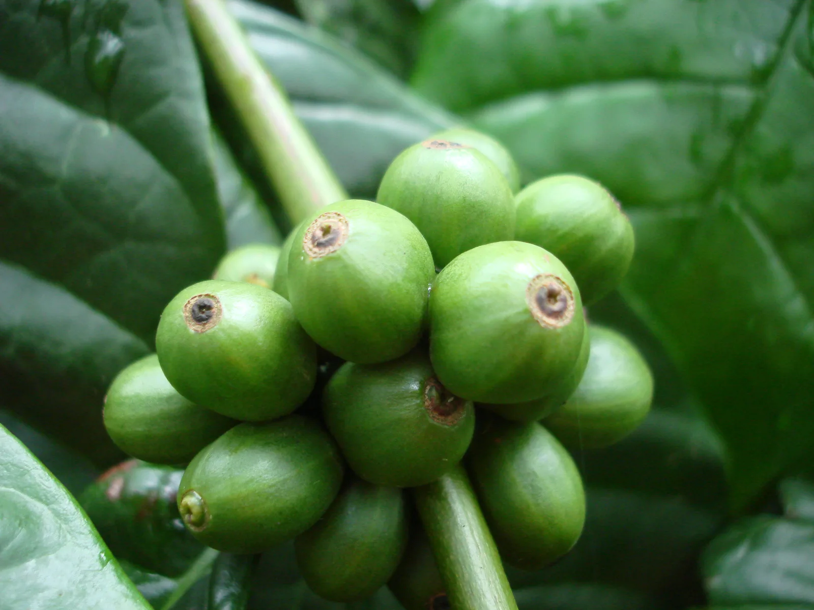 ผลกาแฟโรบัสต้า (Coffea canephora) ดิบสีเขียวบนกิ่ง สายพันธุ์กาแฟที่เนสท์เล่ โรงงานกาแฟแห่งใหม่ใช้เป็นวัตถุดิบหลัก