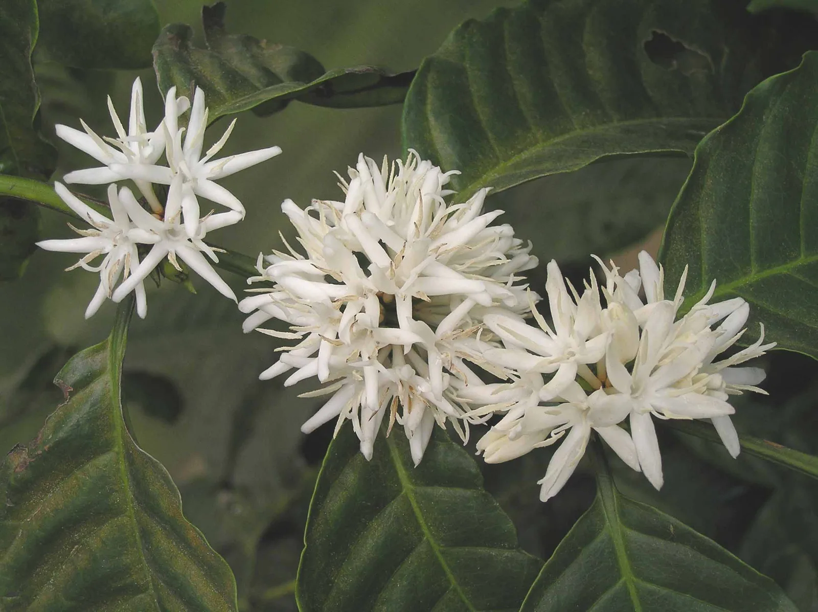 ดอกกาแฟโรบัสต้า Coffea canephora สีขาวบนต้นที่จัดแสดงในงานพืชสวนโลกราชพฤกษ์ เชียงใหม่