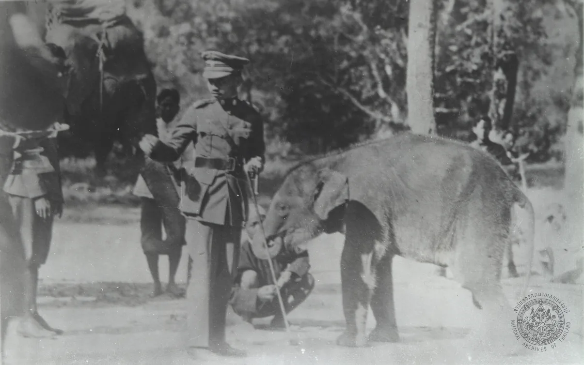 ภาพจดหมายเหตุ พิธีรับและขึ้นระวางสมโภชพระเศวตคชเดชดิลก 24 มกราคม พ.ศ. 2469 ช้างเผือกในรัชกาลที่ 7