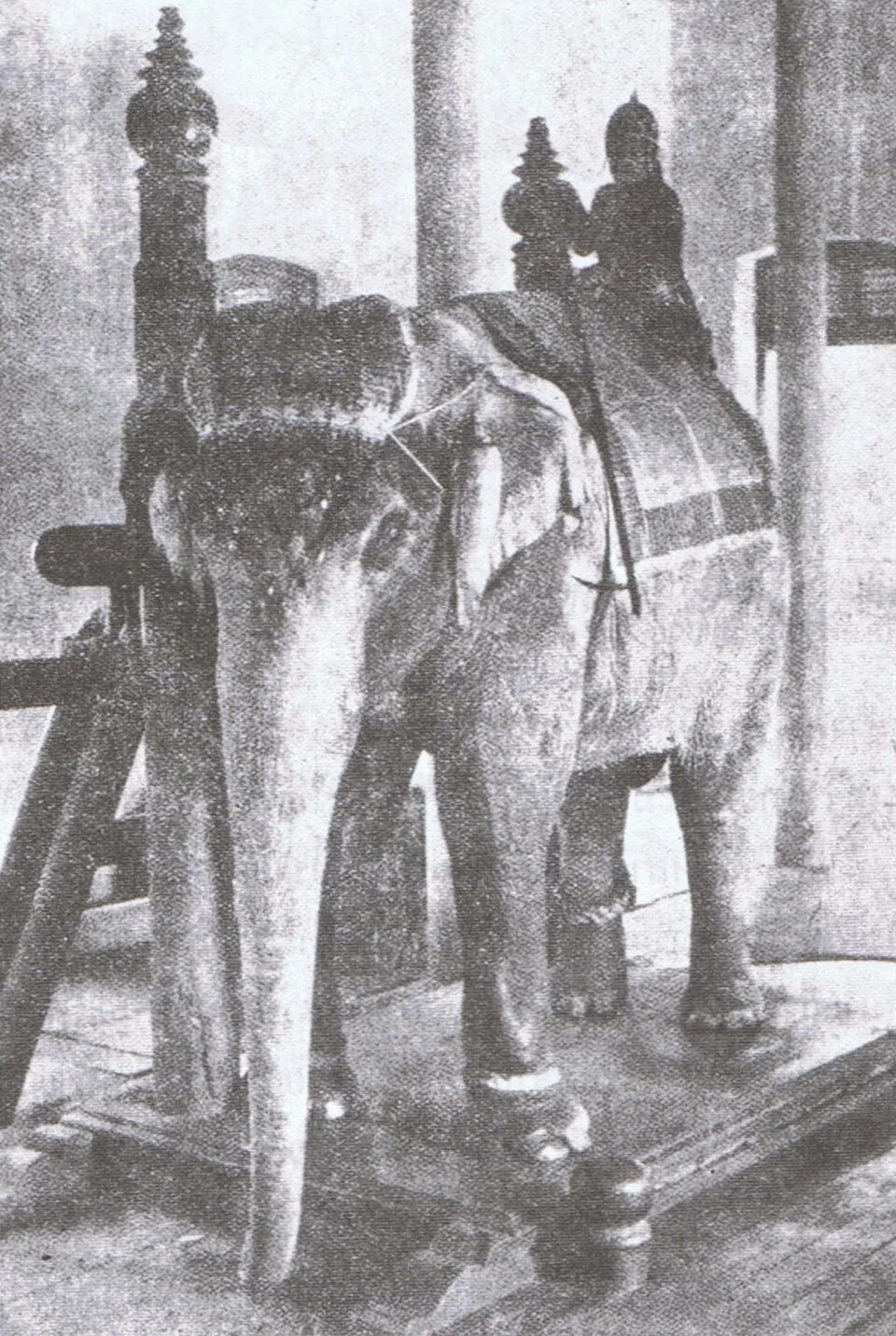 ภาพถ่ายเก่า พระเศวตวชิรพาหฯ ช้างเผือกในรัชกาลที่ 6
