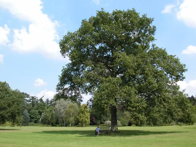 ต้นโอ๊กที่ Queen Victoria ทรงปลูกในปี 1889 ในสวนฝั่งตรงข้ามตัวบ้าน Sandringham ภาพถ่ายเดือนสิงหาคม 2002