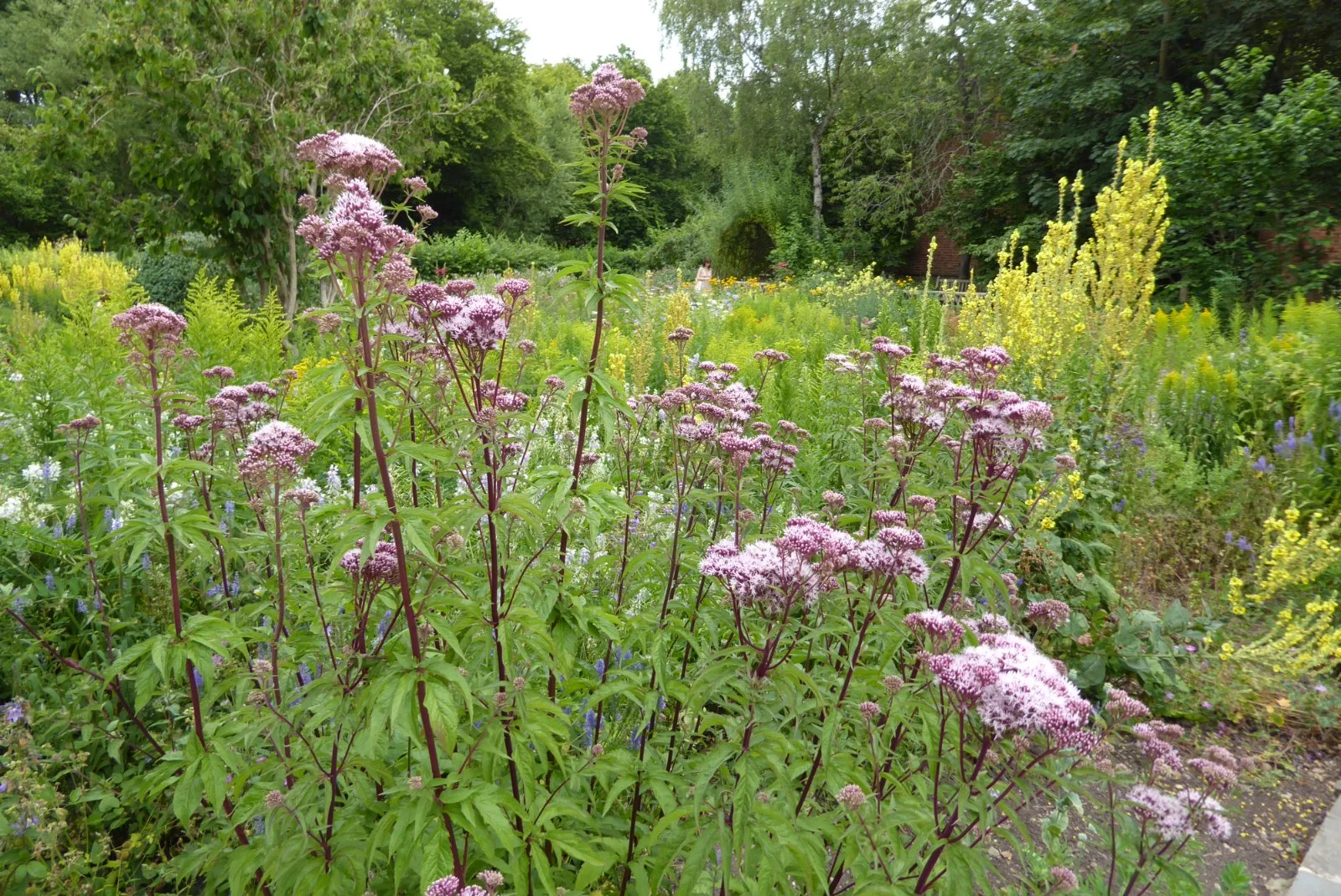 แปลงดอกไม้ในสวนของ Anne Hathaway's Cottage ภาพถ่ายเมื่อ 12 กรกฎาคม 2022