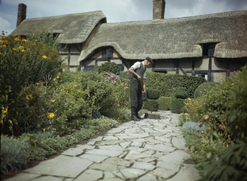 C Trieman คนสวนของ Anne Hathaway's Cottage กวาดใบไม้ฤดูใบไม้ร่วง ภาพถ่ายปี 1943