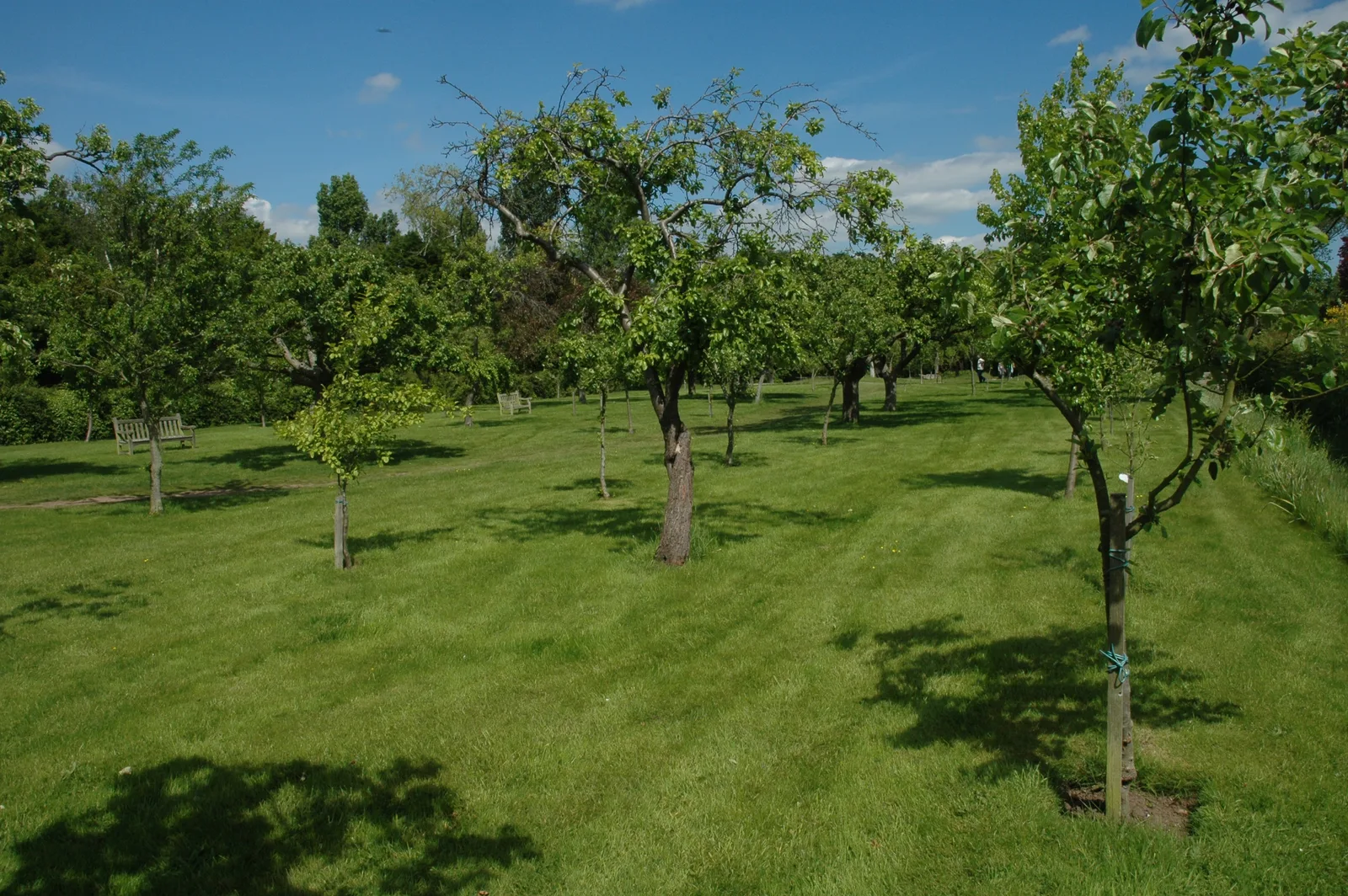 สวนผลไม้ของ Anne Hathaway's Cottage ภาพถ่ายเมื่อ 22 พฤษภาคม 2007