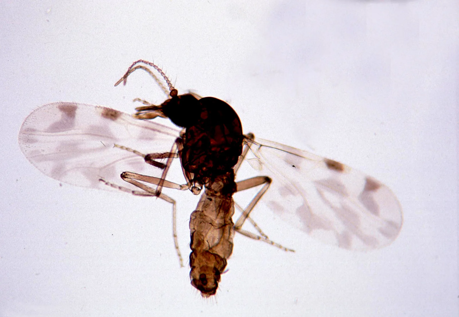 ริ้นดูดเลือดเพศเมีย Culicoides imicola ริ้นสกุลที่เป็นพาหะของไวรัสชามอนดาในปศุสัตว์